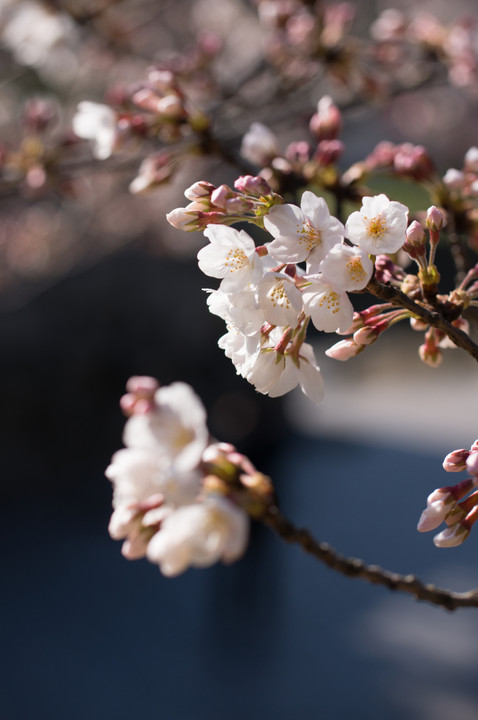 sakura　～儚き美しき花～