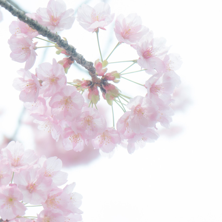 sakura　～儚き美しき花～