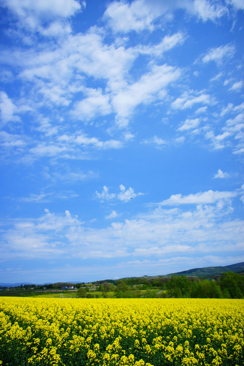青い空と菜の花畑