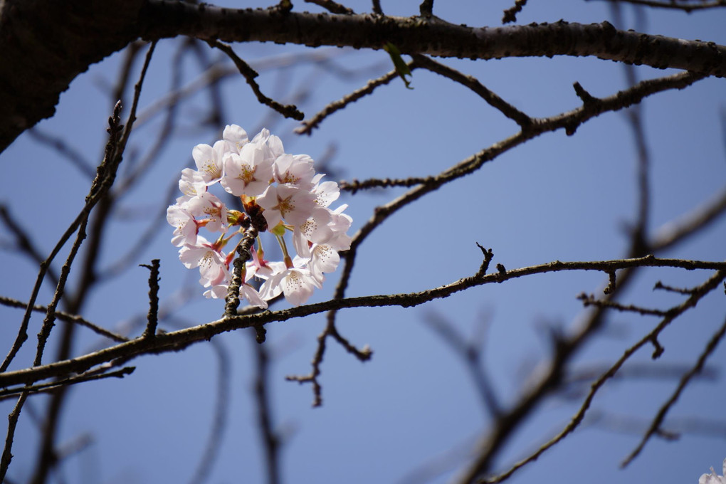 敦盛桜