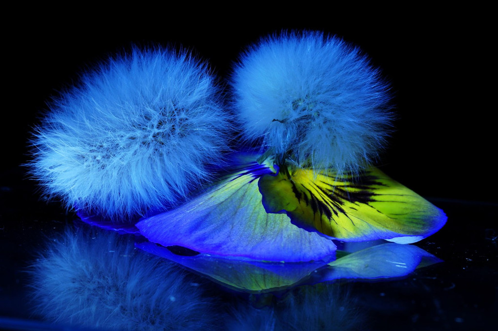 青い花のファンタジー