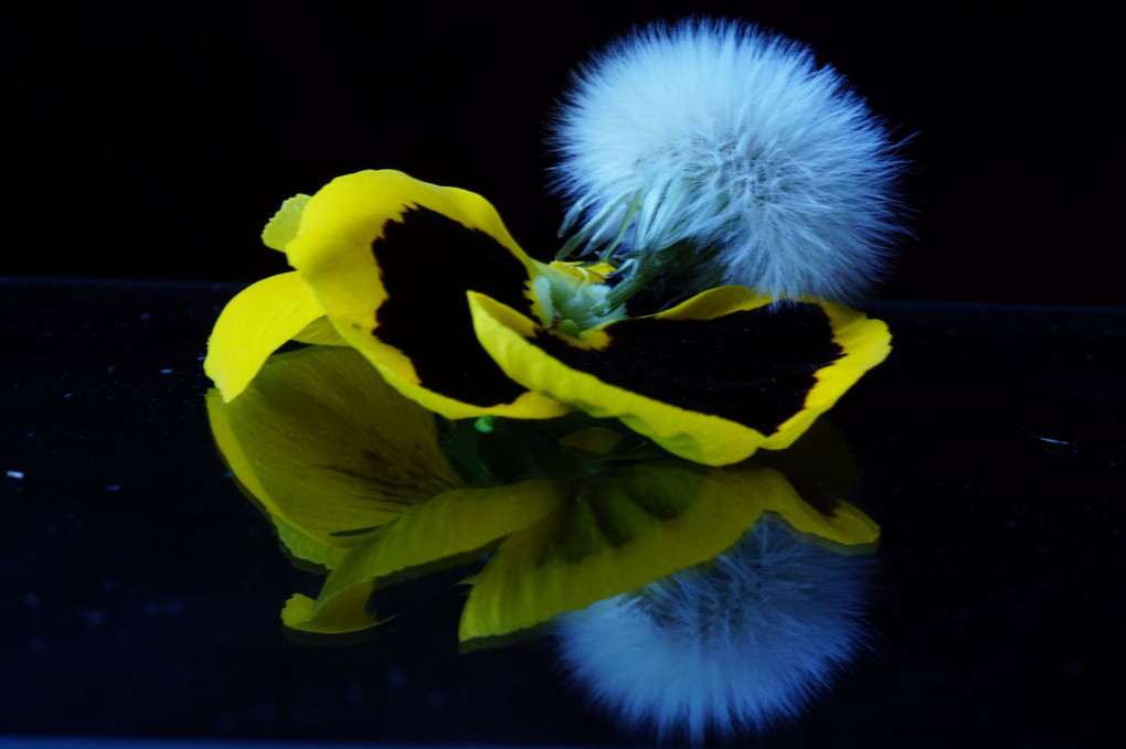 黄色い花のファンタジー