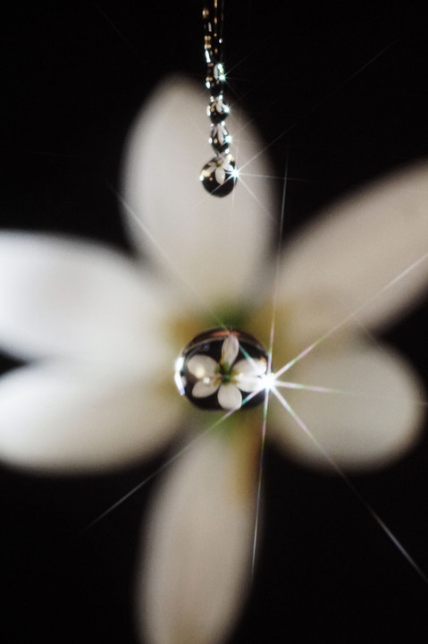 ドロップ　白い花  Ⅱ