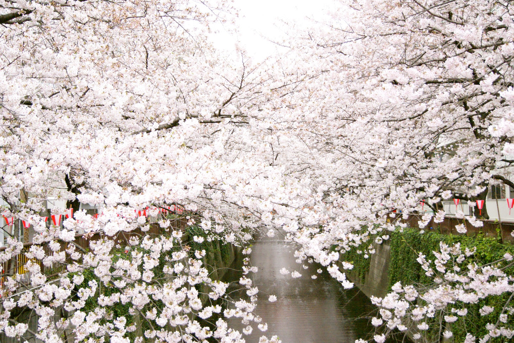 cherry blossoms along meguro river #2