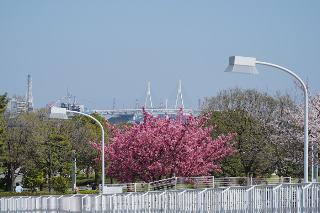 桜♪散歩道