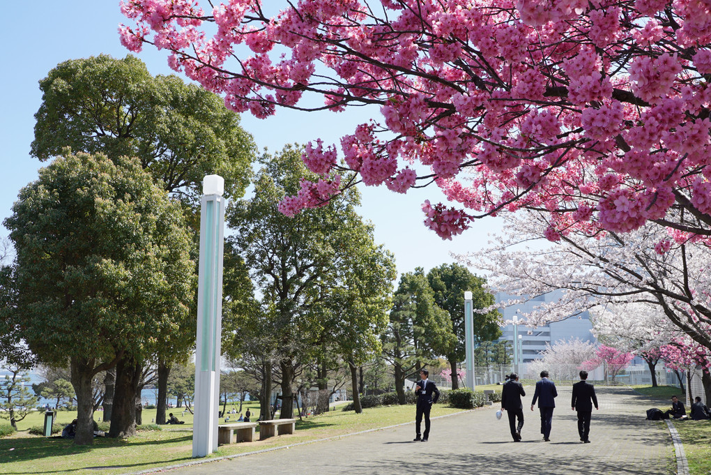 桜♪散歩道