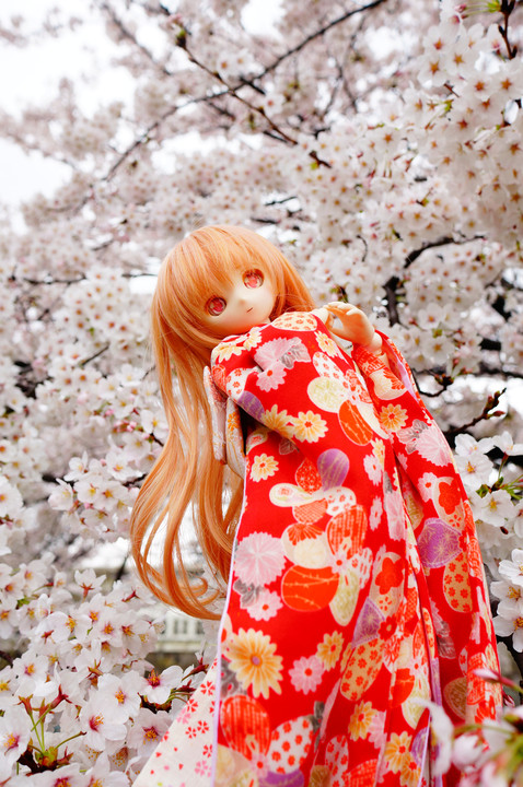 桜姫