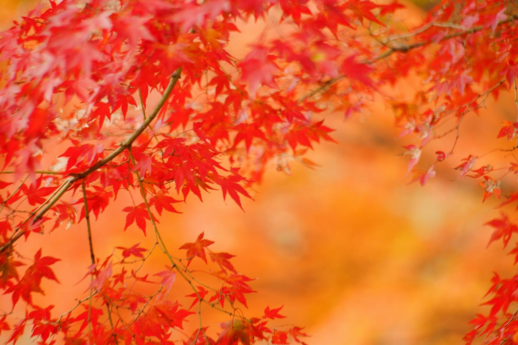 京都府立植物園の紅葉