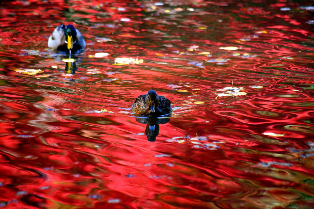 紅葉の池に遊ぶ