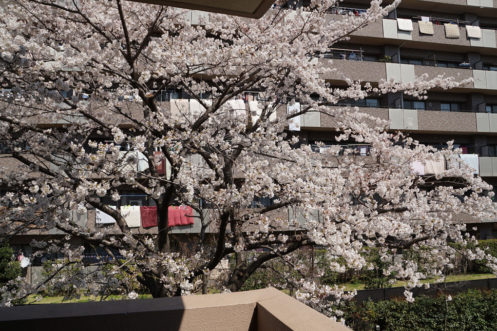 My　桜