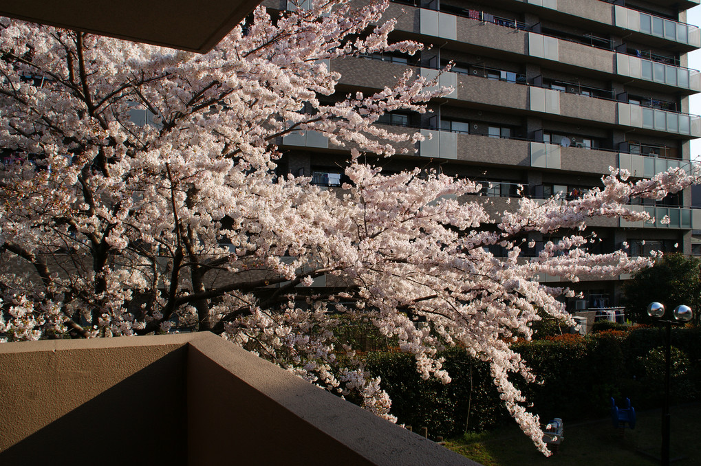 My　桜　2015