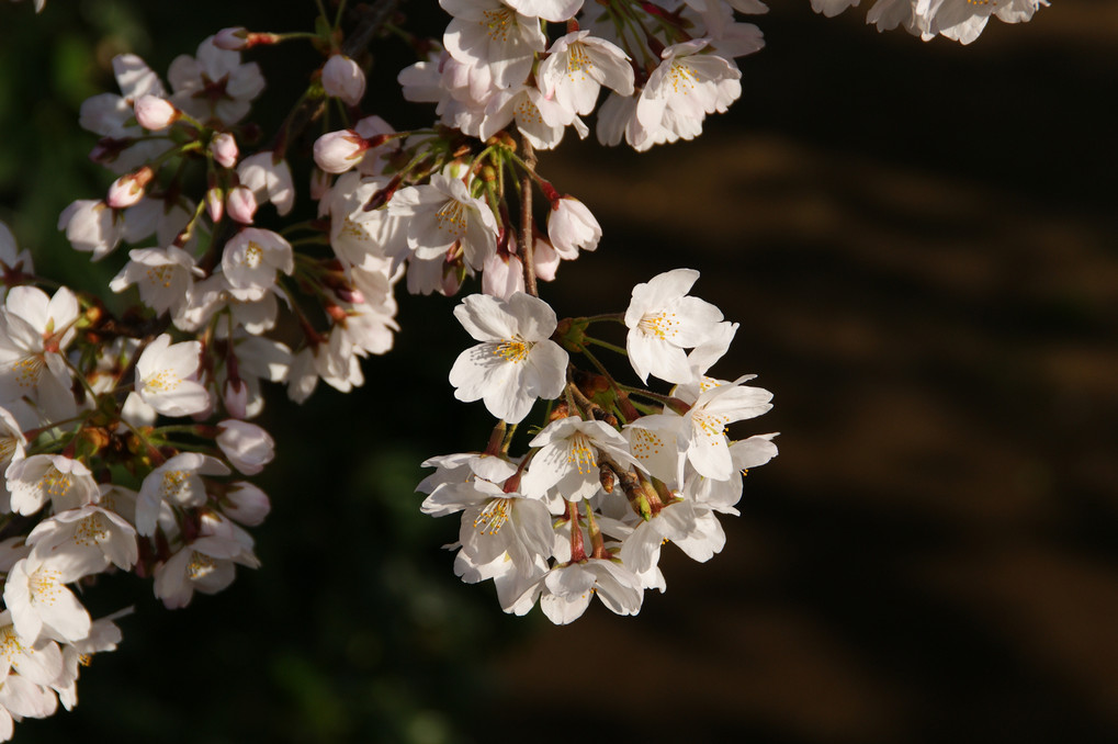 My　桜　2015