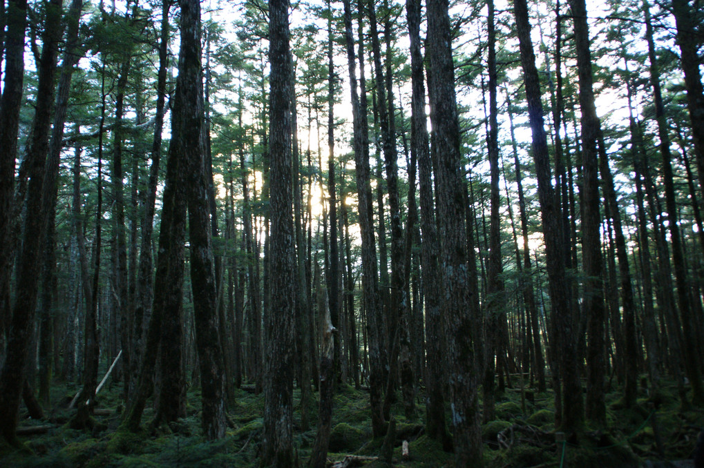 夕暮れの苔の森