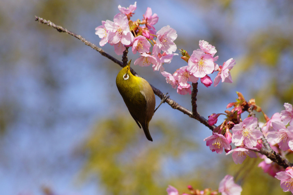 　🌸　 桜咲く　🌸　メジロさんの食事風景