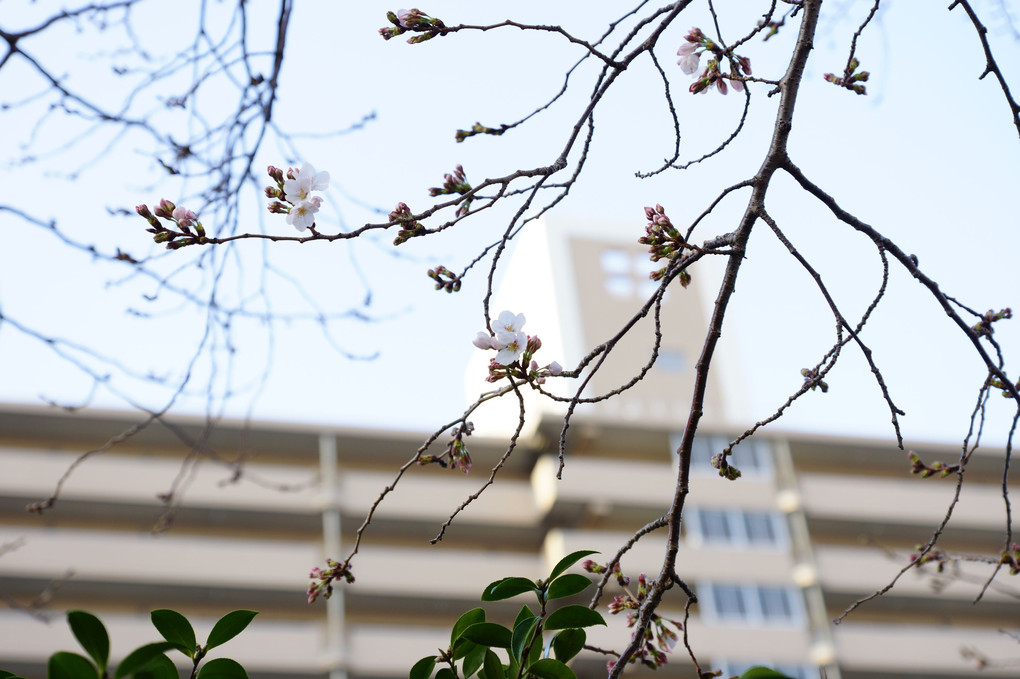 尾崎に　🌸桜開花宣言