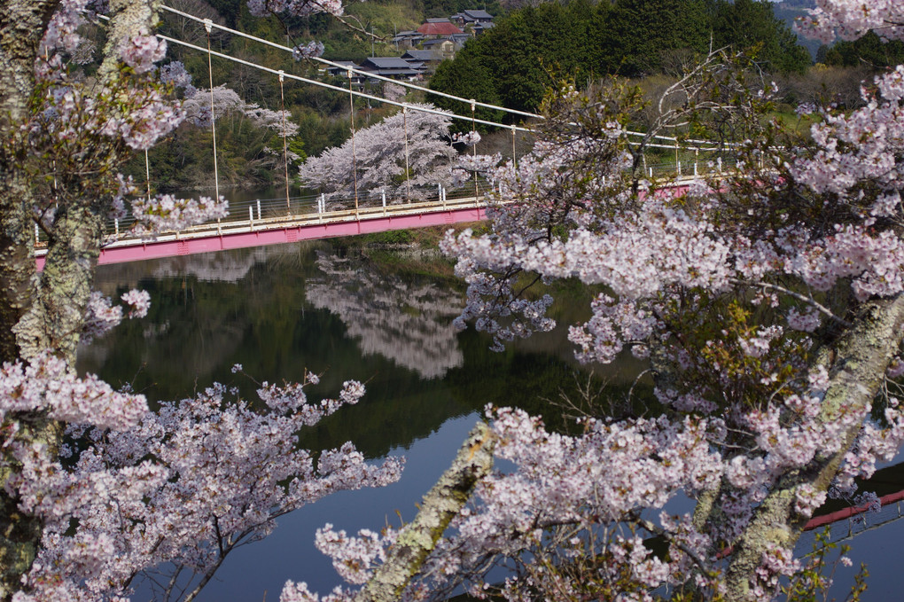 桜🌸満開