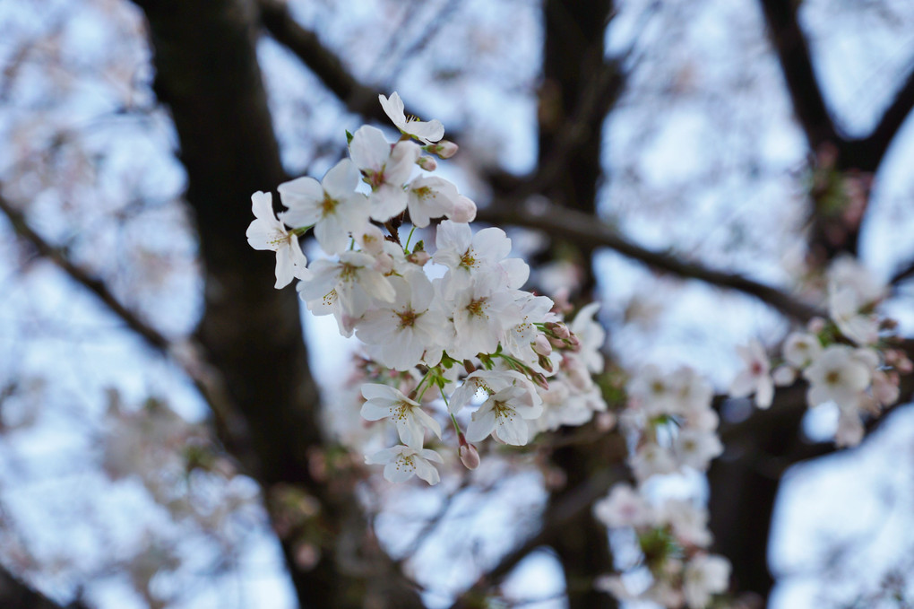 🌸　桜咲く　🌸