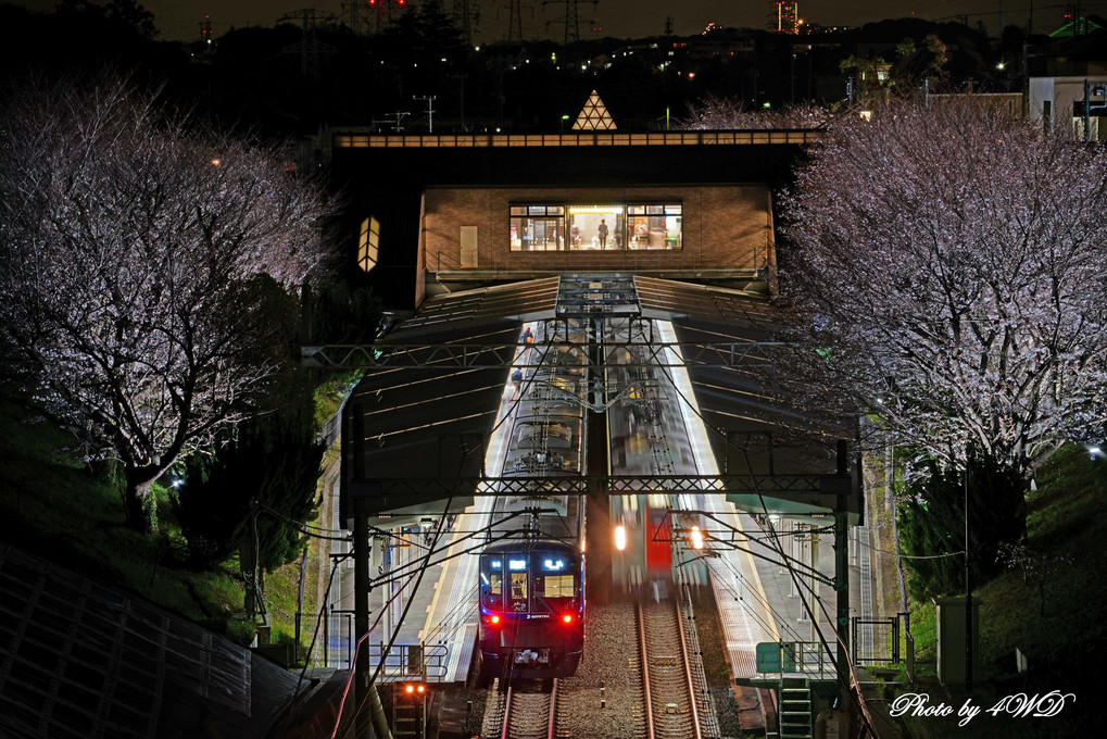 ライトアップ　桜の弥生台駅　