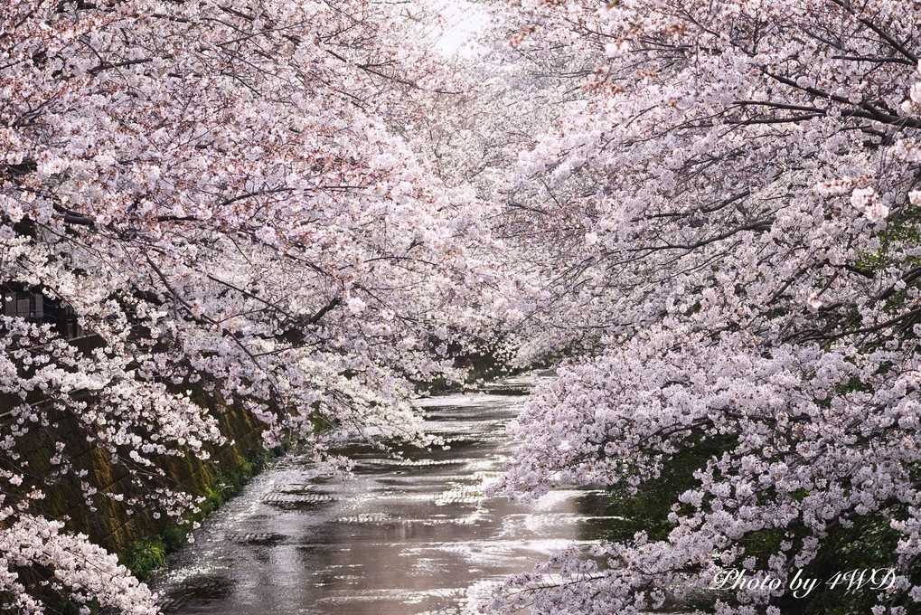 花の精たちの宴