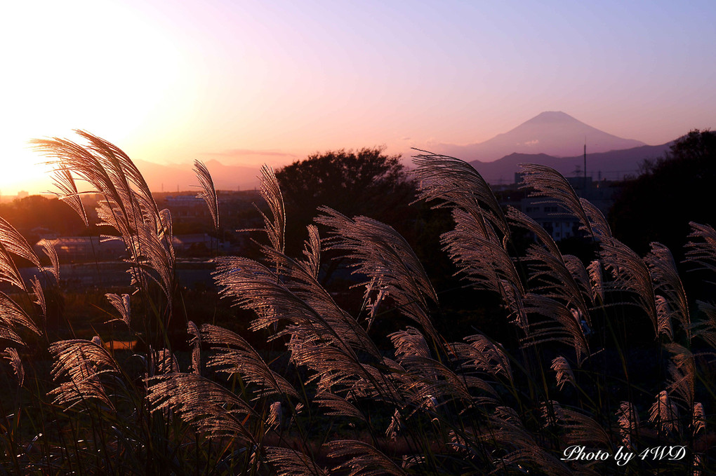 富士とススキの夕景