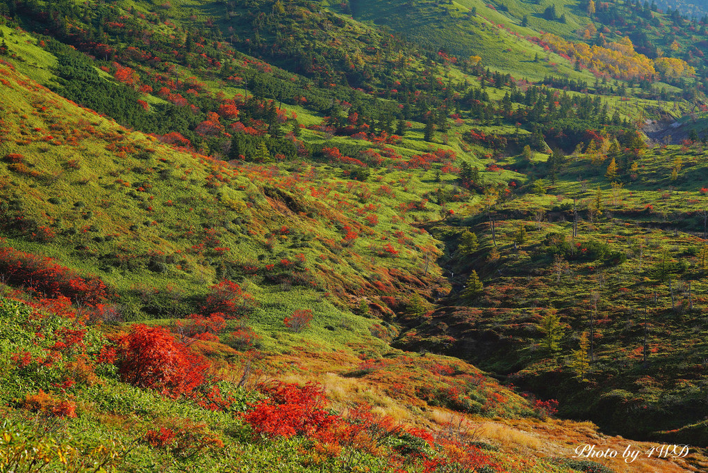 ナナカマド　山田峠の紅葉