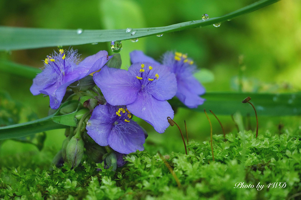 薬師池公園の萬葉草花苑にて