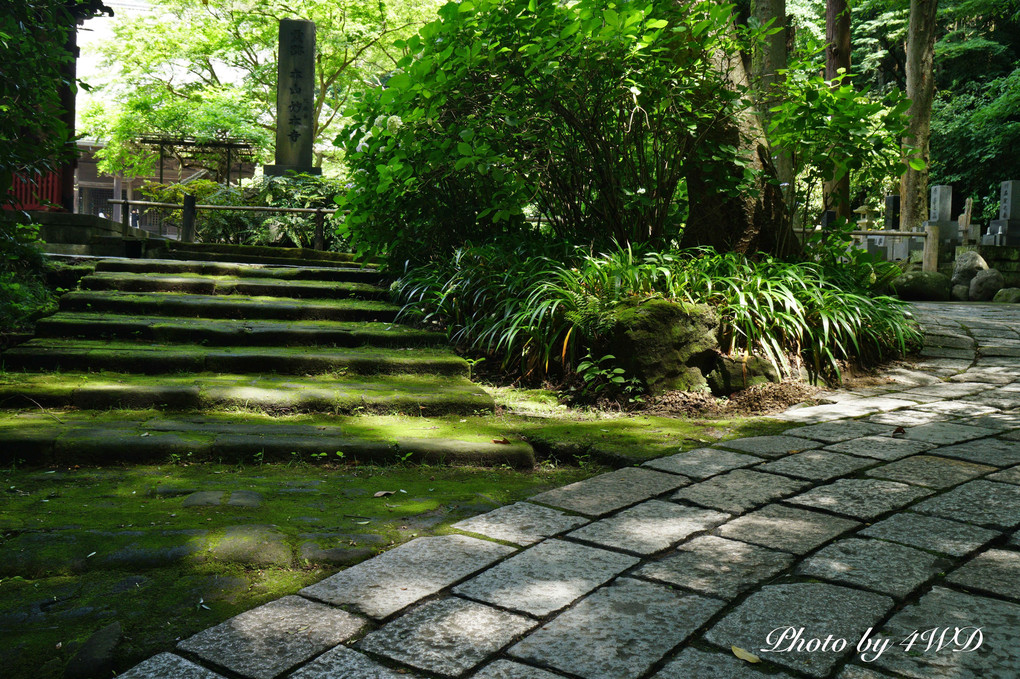鎌倉　妙本寺の緑