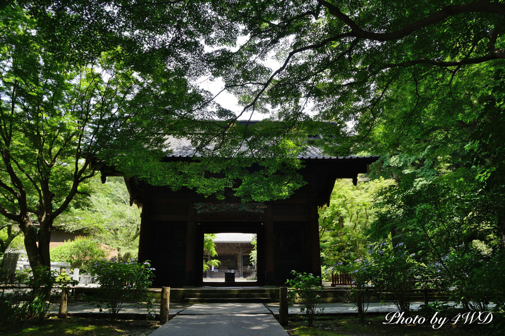鎌倉　妙本寺の緑