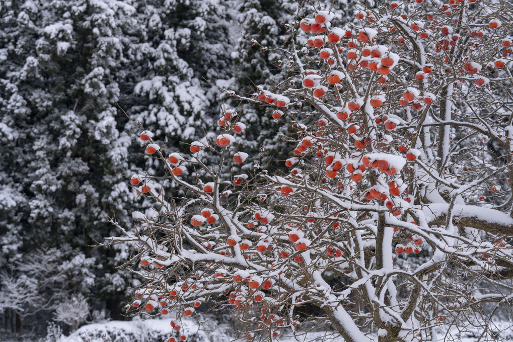 雪柿の図 ３景