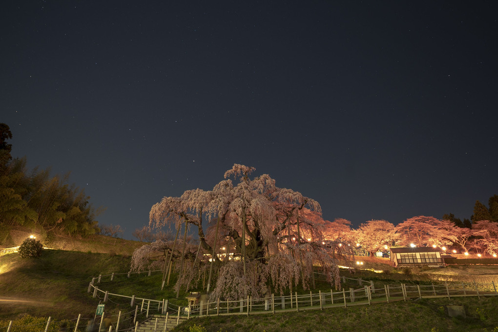 三春滝桜 八分咲き 夜の風景