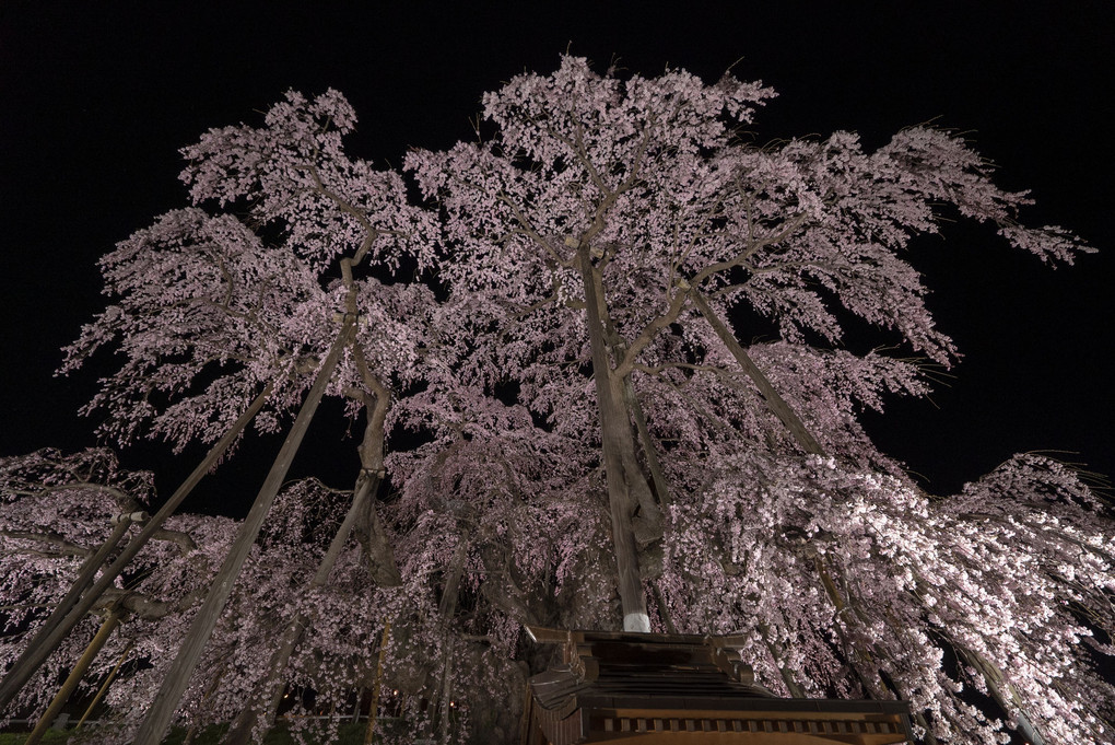 三春滝桜 八分咲き 夜の風景