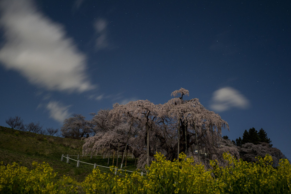 星の降る夜は　　満開の三春滝桜　夜のお昼くらいの時間です