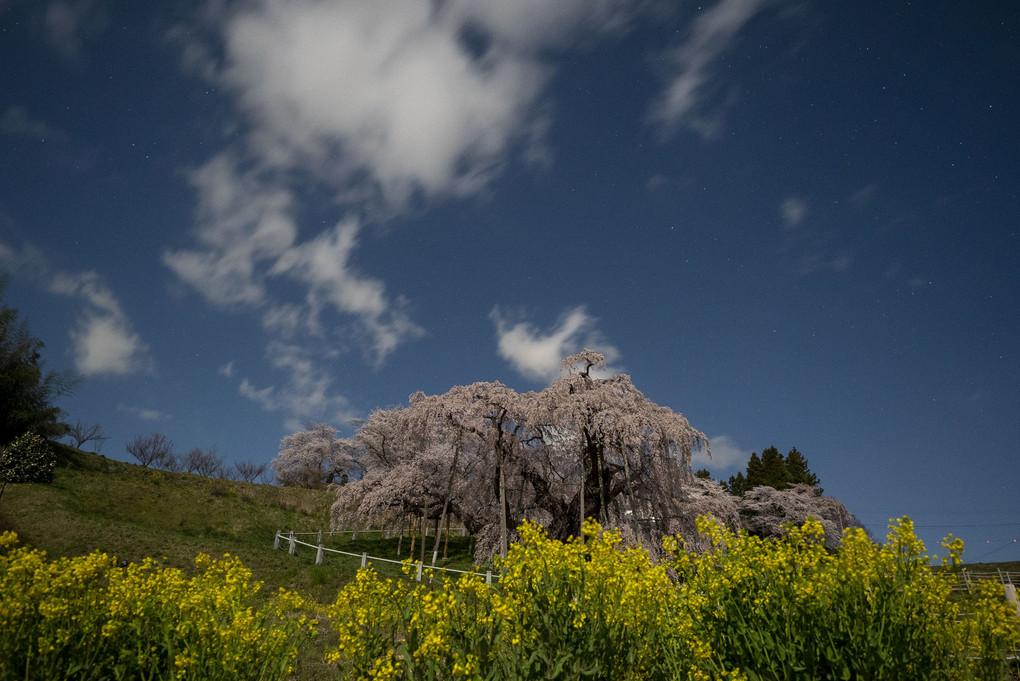 星の降る夜は　　満開の三春滝桜　夜のお昼くらいの時間です