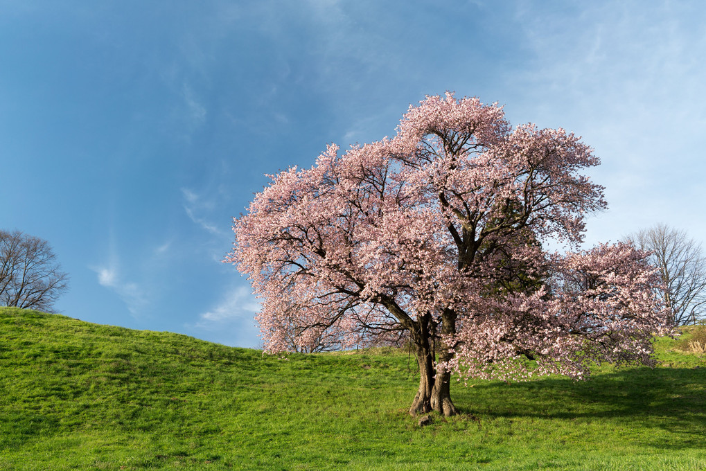 高原の一本桜