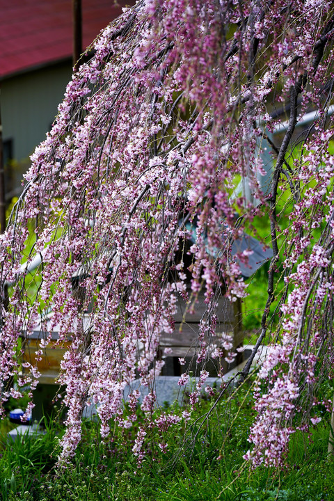 2017年今季初撮影の三春滝桜