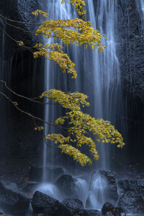 いつもの滝です。　黄葉になりました 