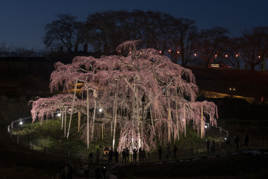 三春滝桜（特別天然記念物 日本三大桜）三春町滝地区にあるから「滝桜」なのです