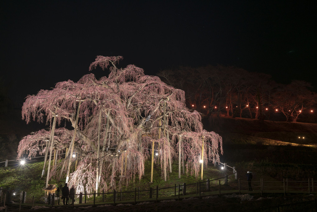 三春滝桜（特別天然記念物 日本三大桜）三春町滝地区にあるから「滝桜」なのです