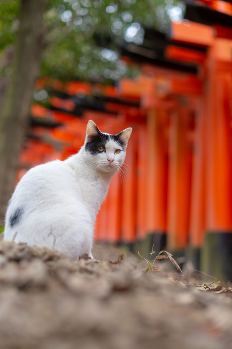 参道脇の住人