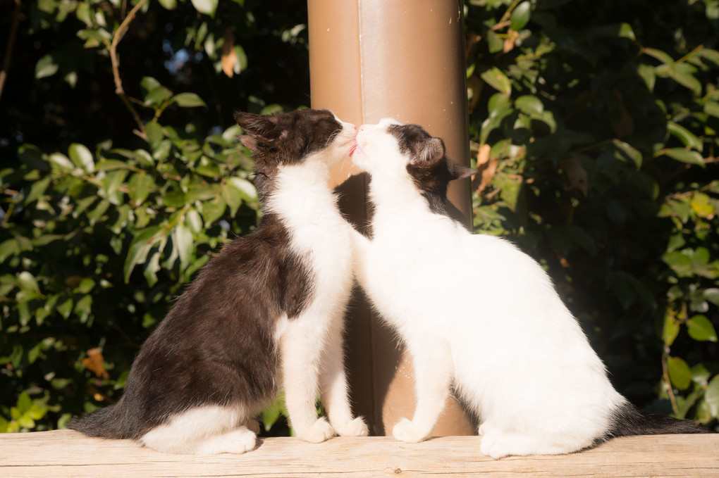 Kiss of cats