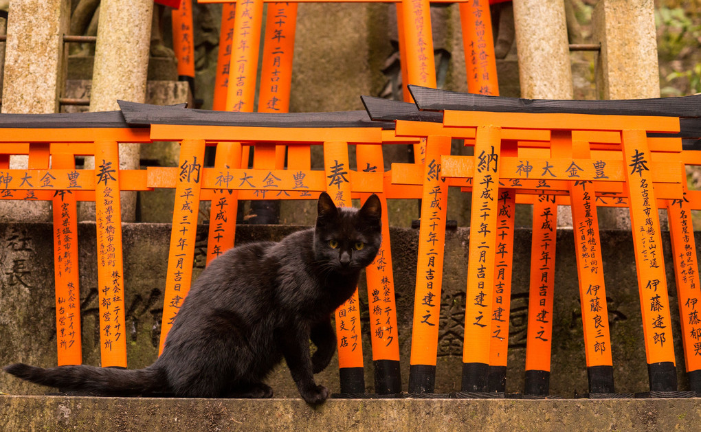 黒猫さんと奉納鳥居