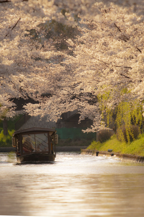 Sakura cruising