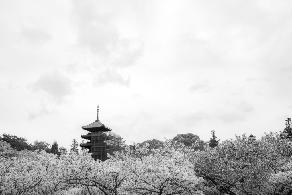 平成最後の御室桜