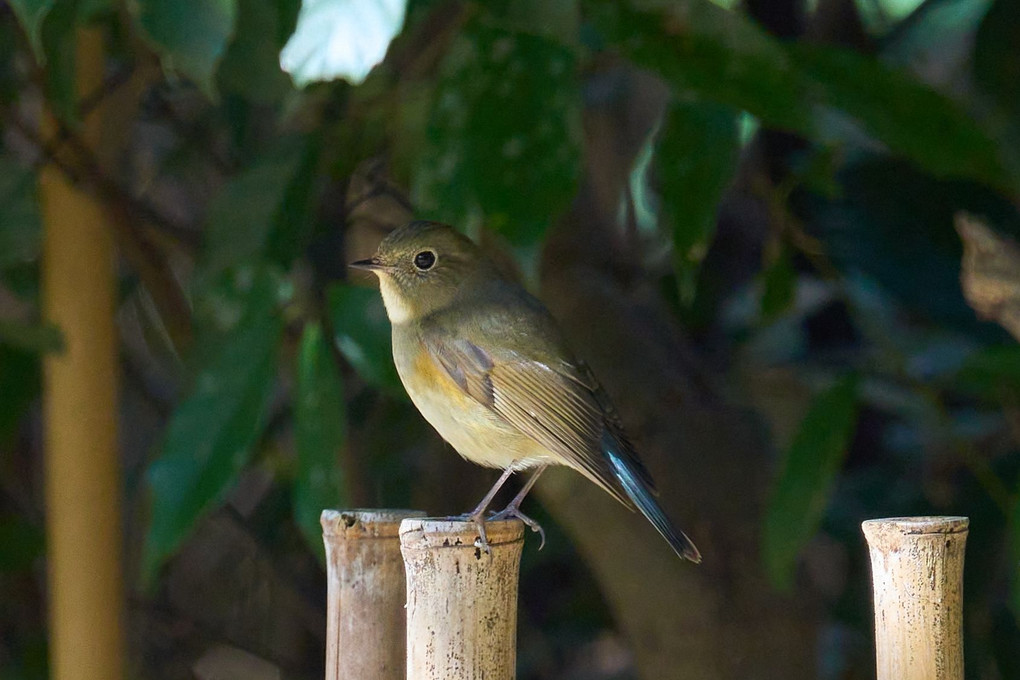 京都御苑の小鳥たち