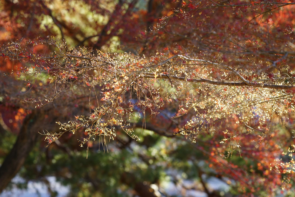 晩秋の京都御苑
