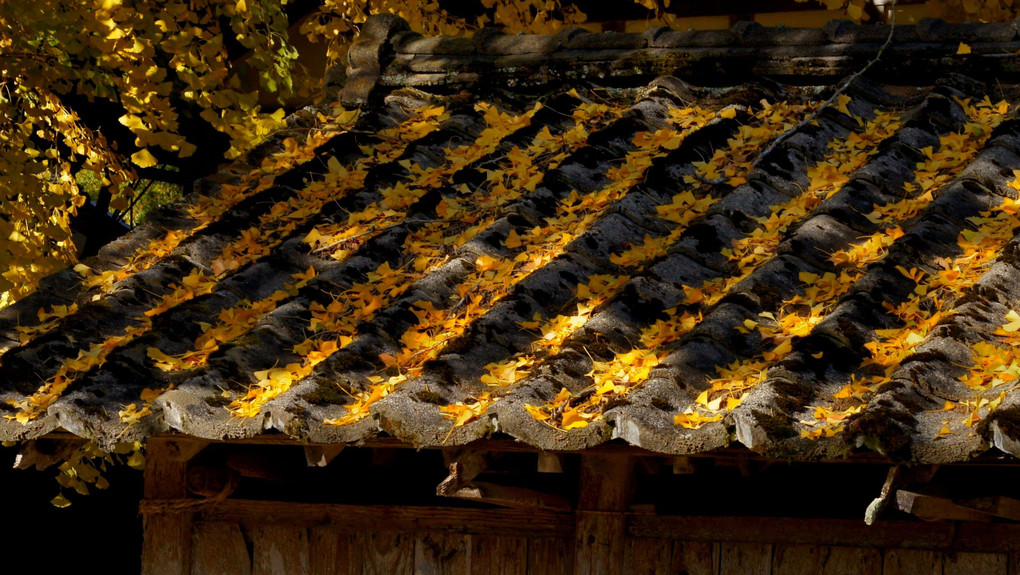 屋根上の秋