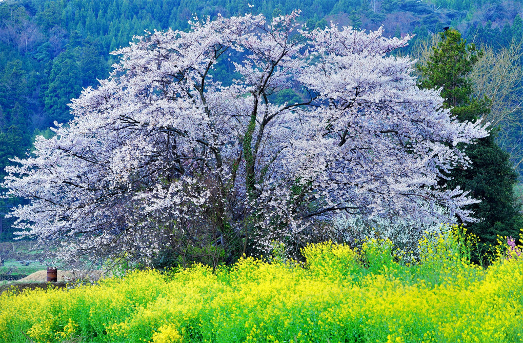 春爛漫