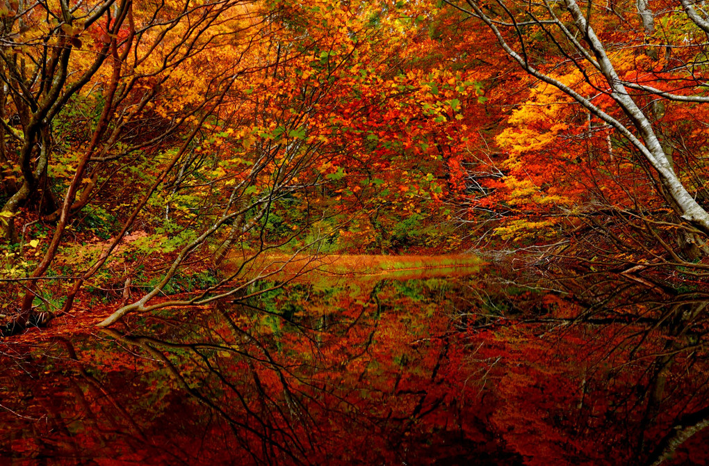 秋彩の池