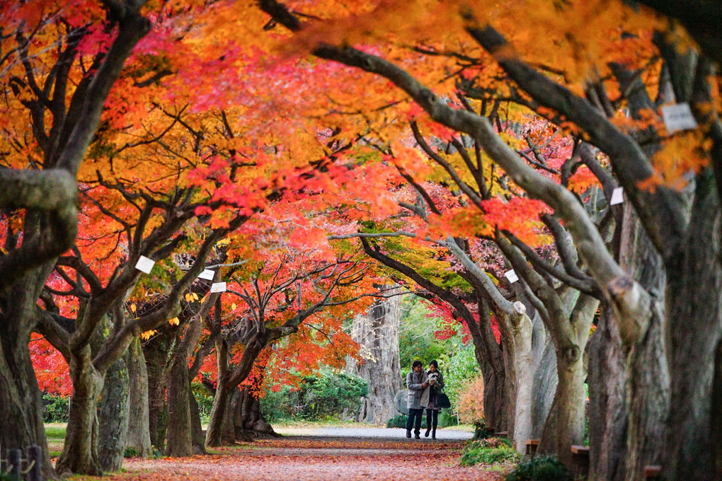 Autumn Street