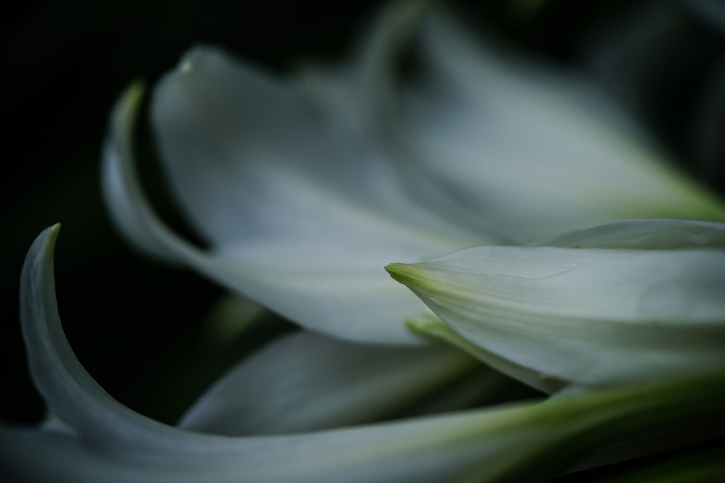 梅雨の草花 - クリナム